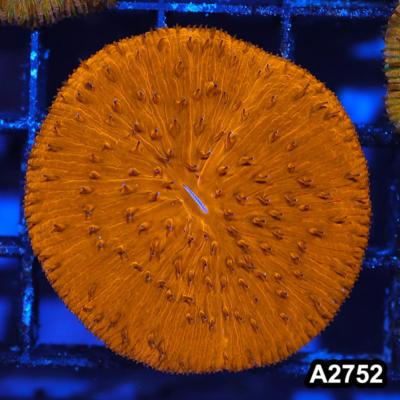 Item#A2752IN2752(S) WYSIWYG Indo Ultra Orange Fungia