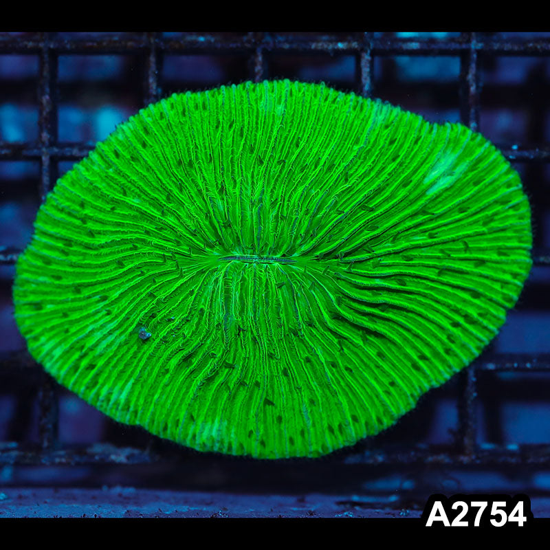 Item#A2754IN2754(M) WYSIWYG Indo Ultra Neon Green Fungia