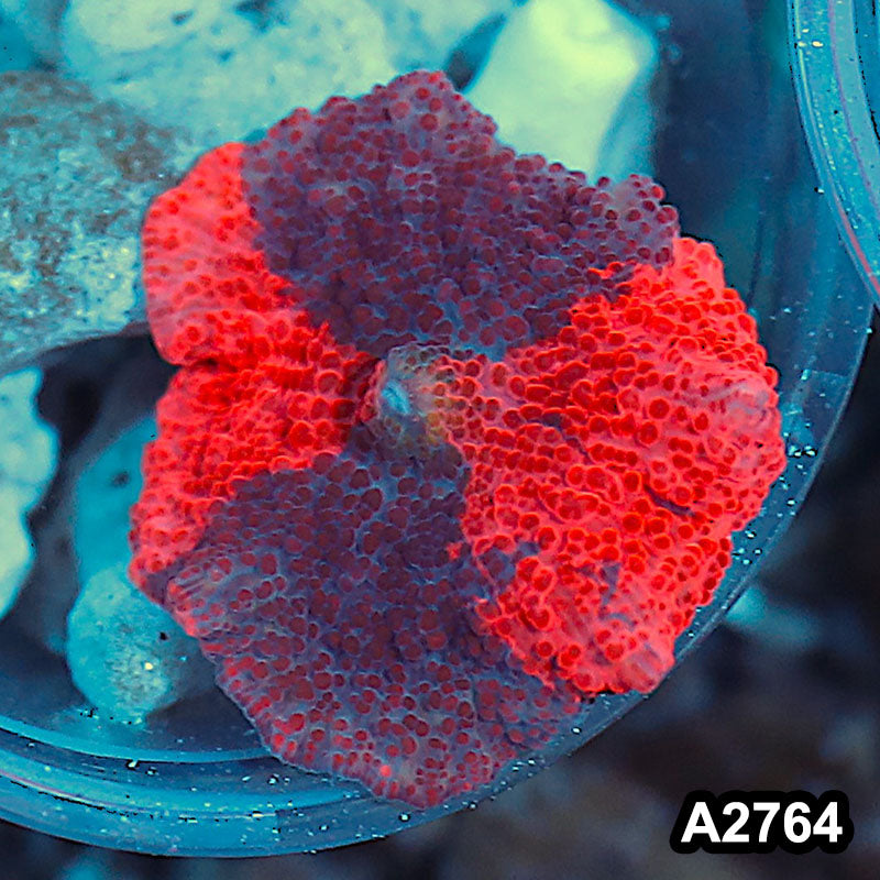 Item#A2764IN2764(S) WYSIWYG Aussie Premium Deadpool Discosoma Mushroom