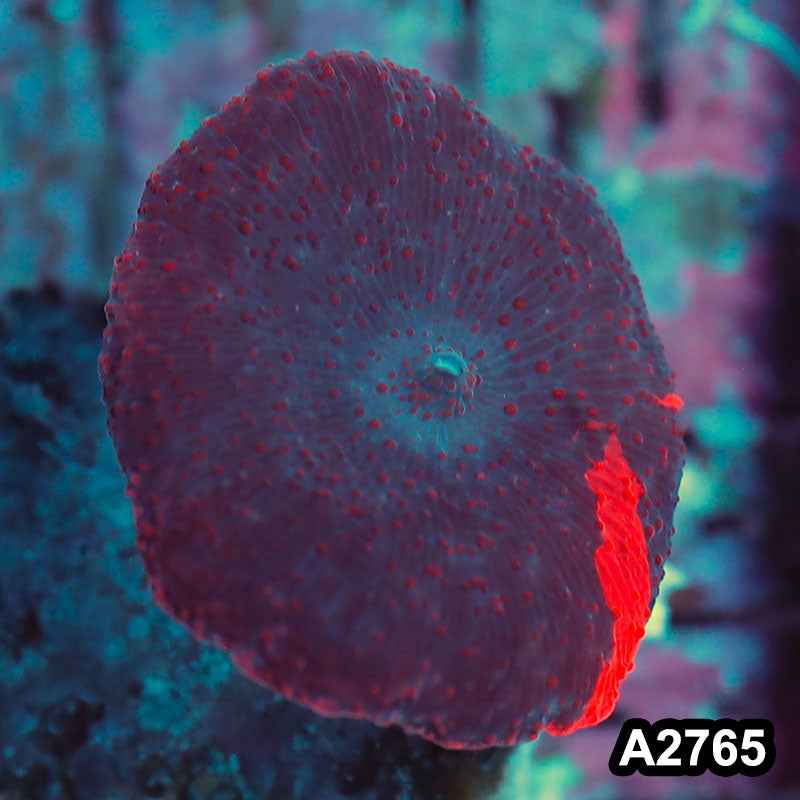 Item#A2765IN2765(S) WYSIWYG Aussie Premium Reverse Deadpool Discosoma Mushroom