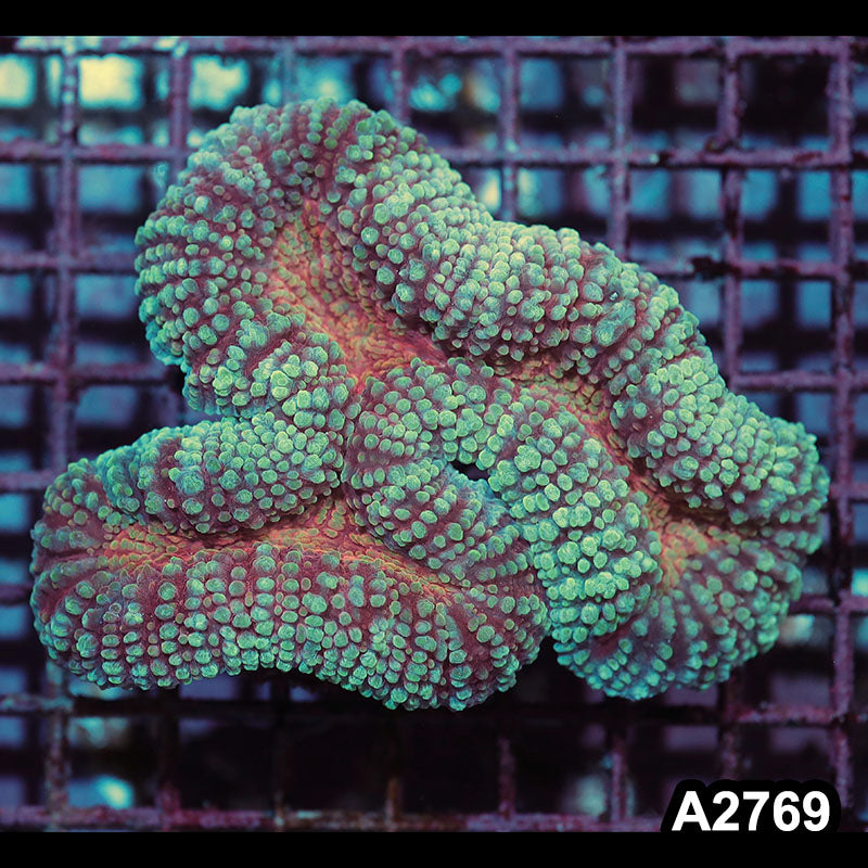Item#A2769IN2769(M) WYSIWYG Indo Ultra Hairy Lobophyllia