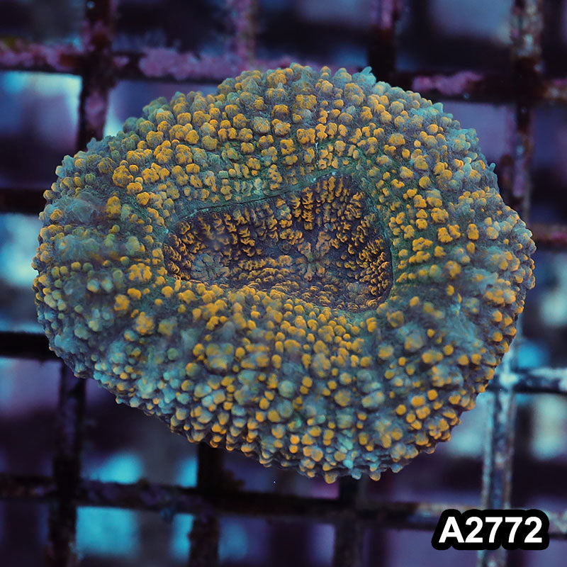 Item#A2772IN2772(S) WYSIWYG Indo Ultra Hairy Lobophyllia