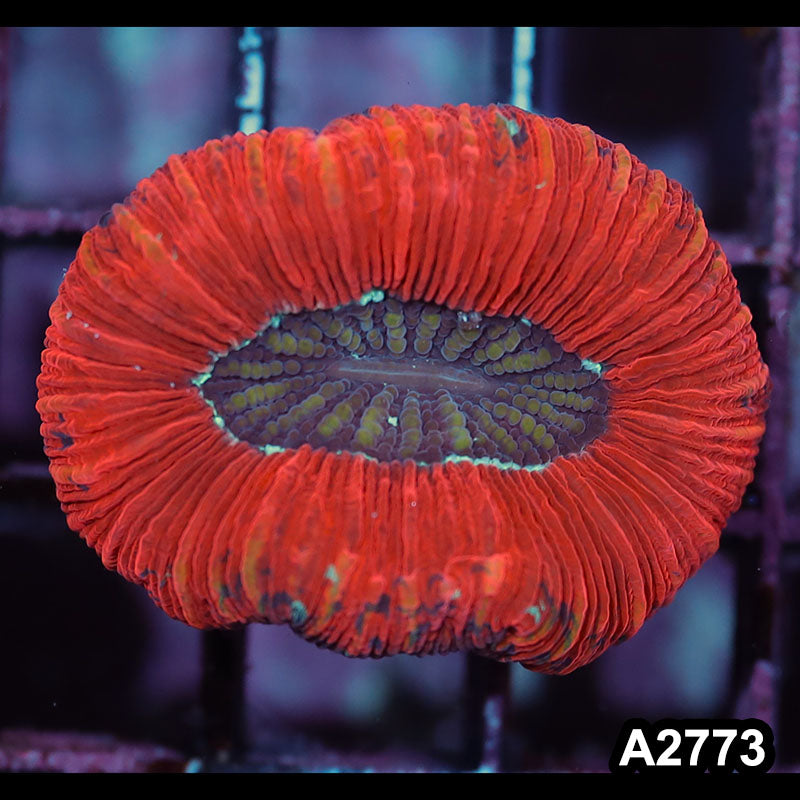 Item#A2773IN2773(S) WYSIWYG Aussie Ultra Trachyphyllia