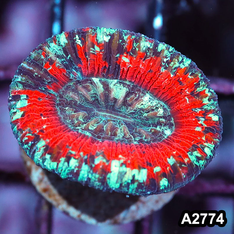 Item#A2774IN2774(S) WYSIWYG Aussie Ultra Unique Trachyphyllia