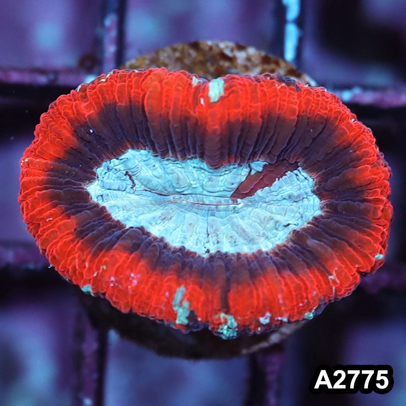 Item#A2775IN2775(S) WYSIWYG Aussie Ultra Trachyphyllia