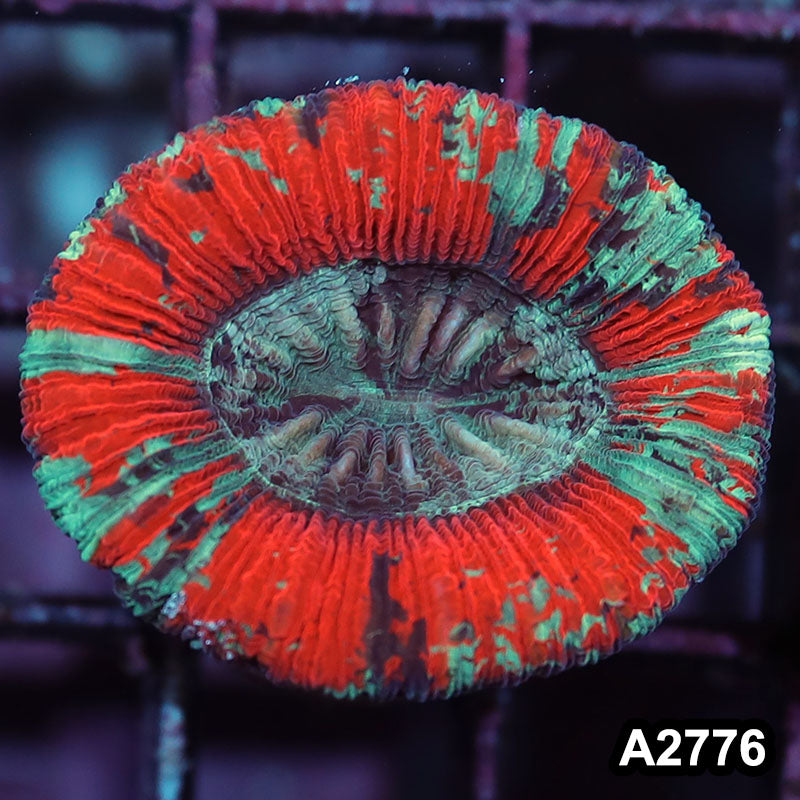 Item#A2776IN2776(S) WYSIWYG Aussie Ultra Trachyphyllia