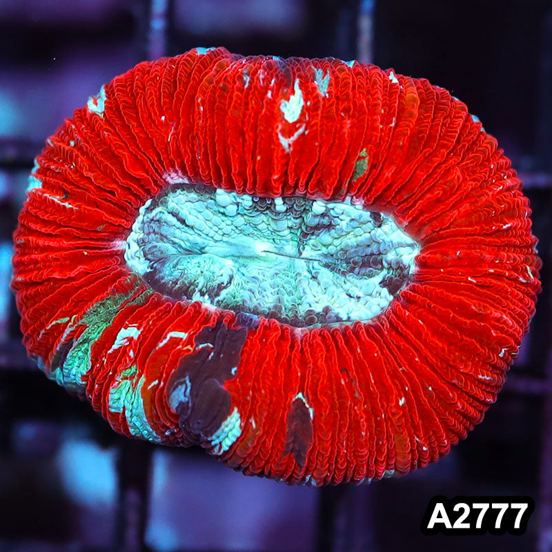 Item#A2777IN2777(S) WYSIWYG Aussie Ultra Trachyphyllia