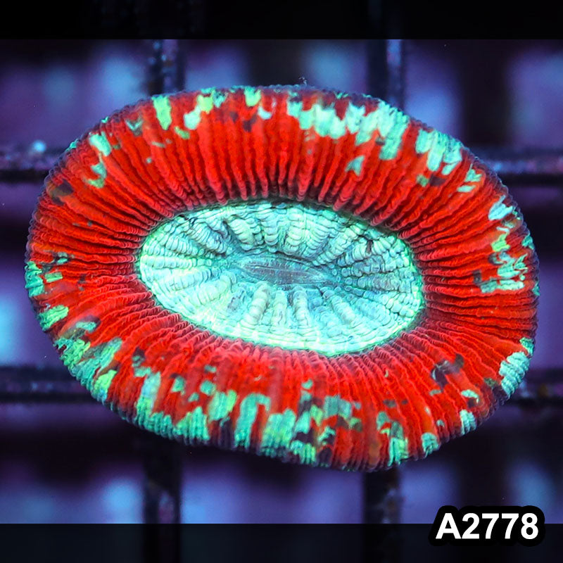 Item#A2778IN2778(S) WYSIWYG Aussie Ultra Trachyphyllia