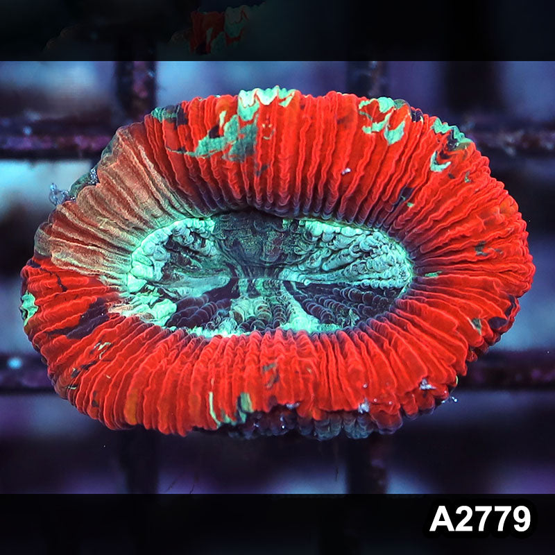 Item#A2779IN2779(S) WYSIWYG Aussie Ultra Trachyphyllia
