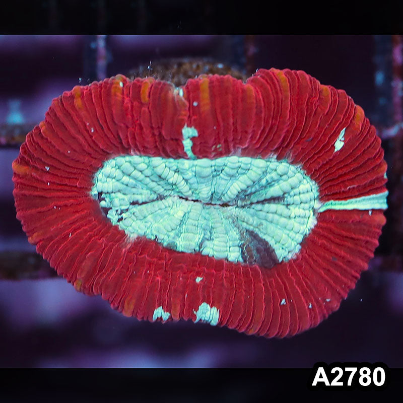 Item#A2780IN2780(S) WYSIWYG Aussie Ultra Trachyphyllia