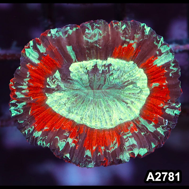 Item#A2781IN2781(S) WYSIWYG Aussie Ultra Trachyphyllia