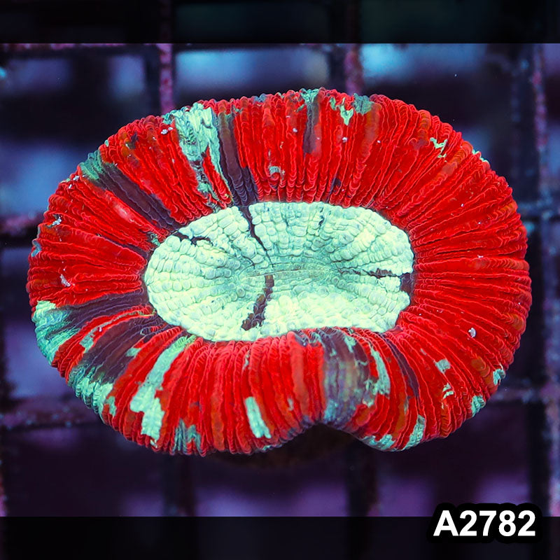Item#A2782IN2782(S) WYSIWYG Aussie Ultra Trachyphyllia