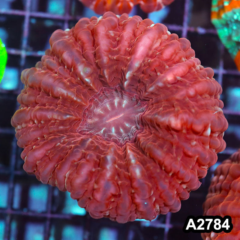 Item#A2784IN2784(M) WYSIWYG Indo Ultra Unique Cynarina Colony