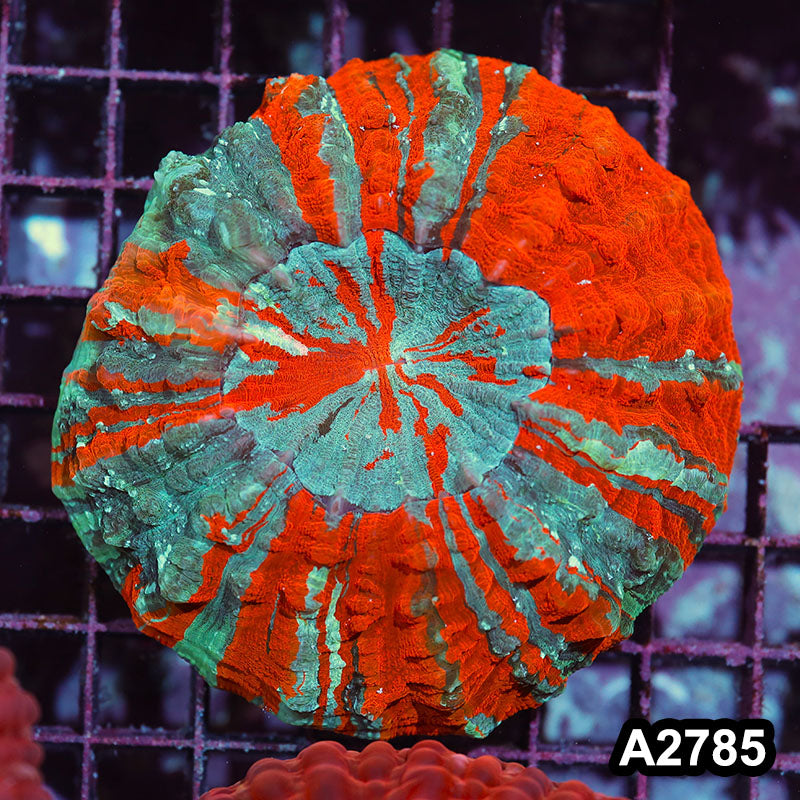 Item#A2785IN2785(M) WYSIWYG Indo Ultra Unique Tiger Acanthophyllia