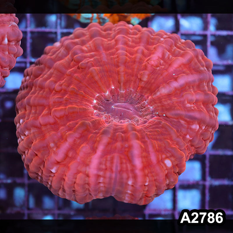 Item#A2786IN2786(M) WYSIWYG Indo Ultra Unique Cynarina Colony