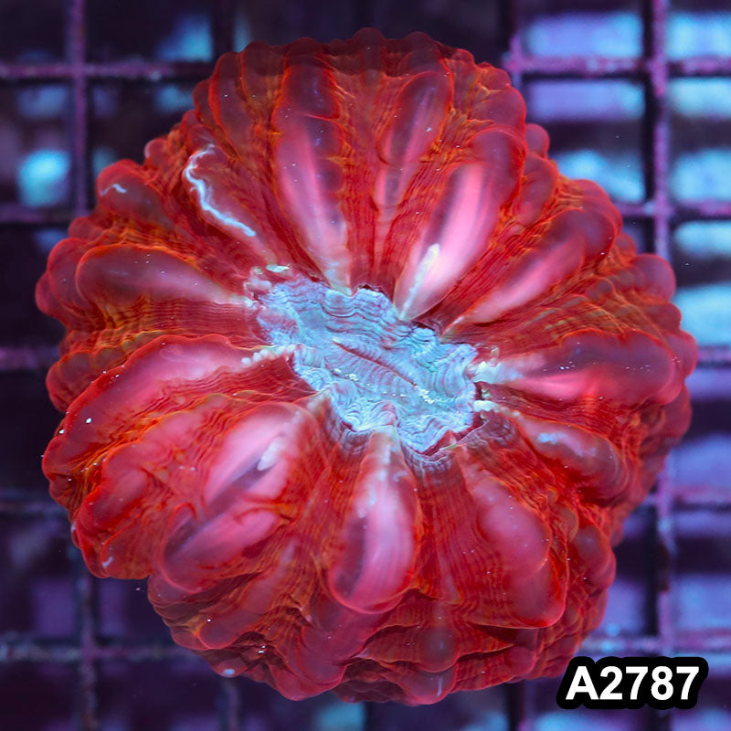 Item#A2787IN2787(M) WYSIWYG Indo Ultra Unique Cynarina Colony