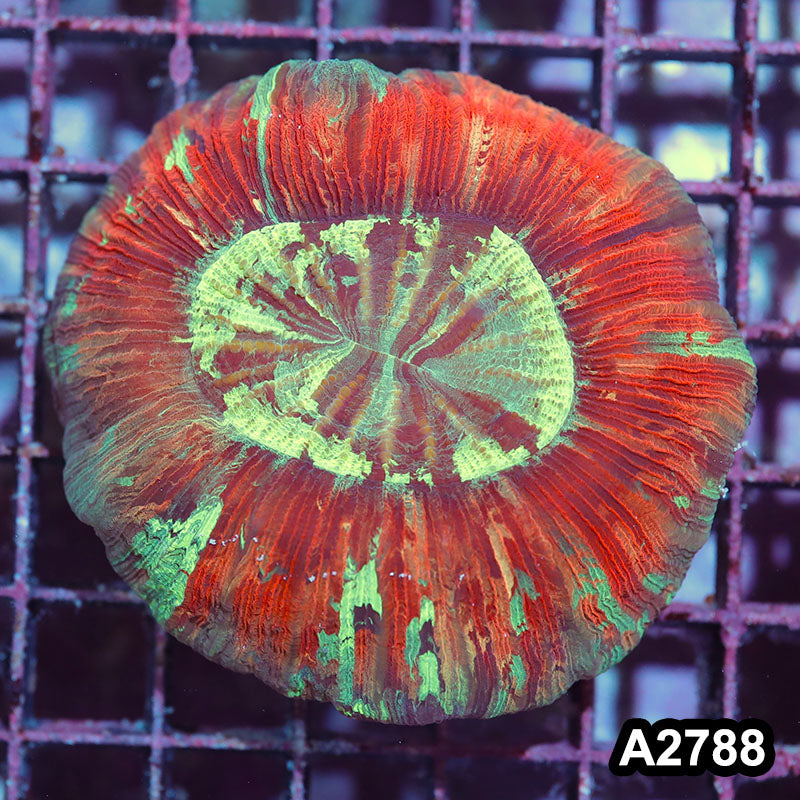 Item#A2788IN2788(M) WYSIWYG Indo Ultra Unique Trachyphyllia
