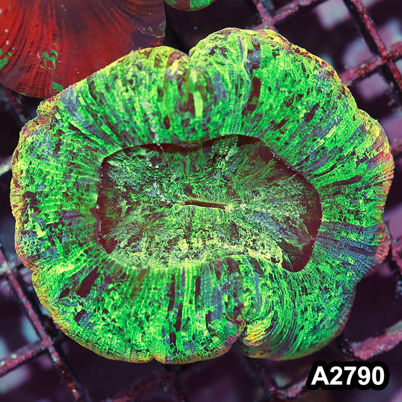 Item#A2790IN2790(L) WYSIWYG Indo Rainbow Trachyphyllia