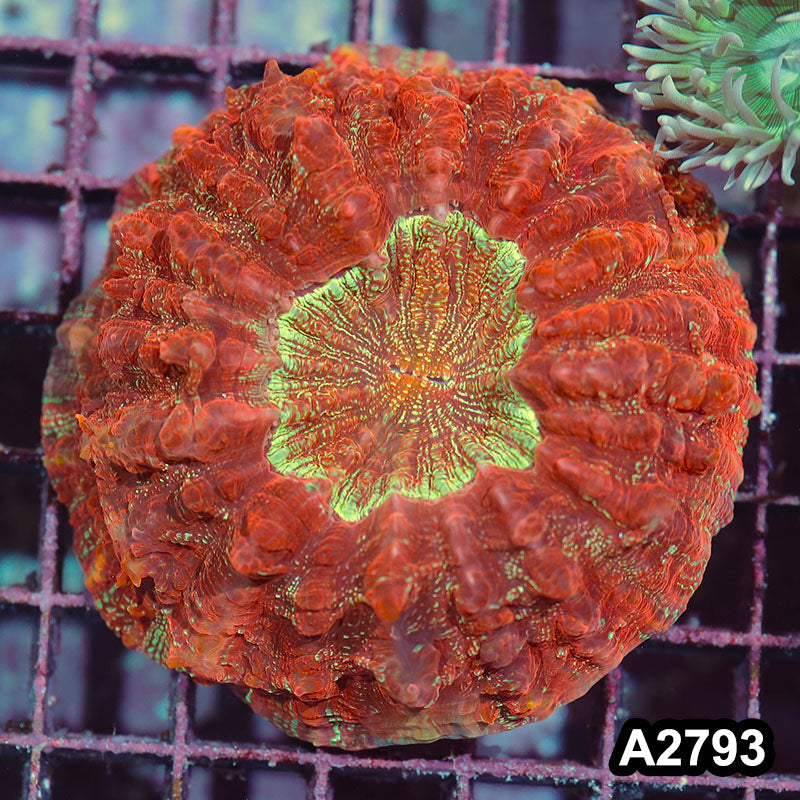 Item#A2793IN2783(S) WYSIWYG Indo Ultra Unique Acanthophyllia