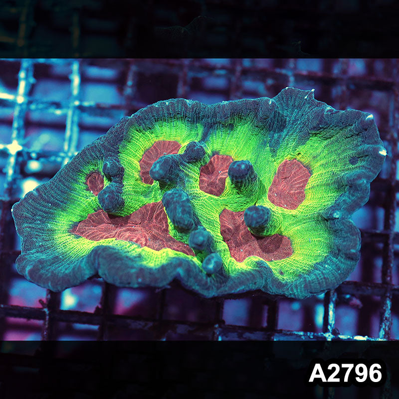 Item#A2796IN2796(M) WYSIWYG Indo Rainbow Pectinia Colony