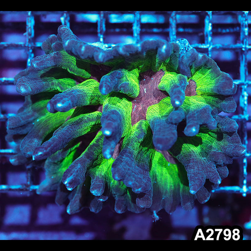 Item#A2798IN2798(M) WYSIWYG Indo Rainbow Pectinia Colony