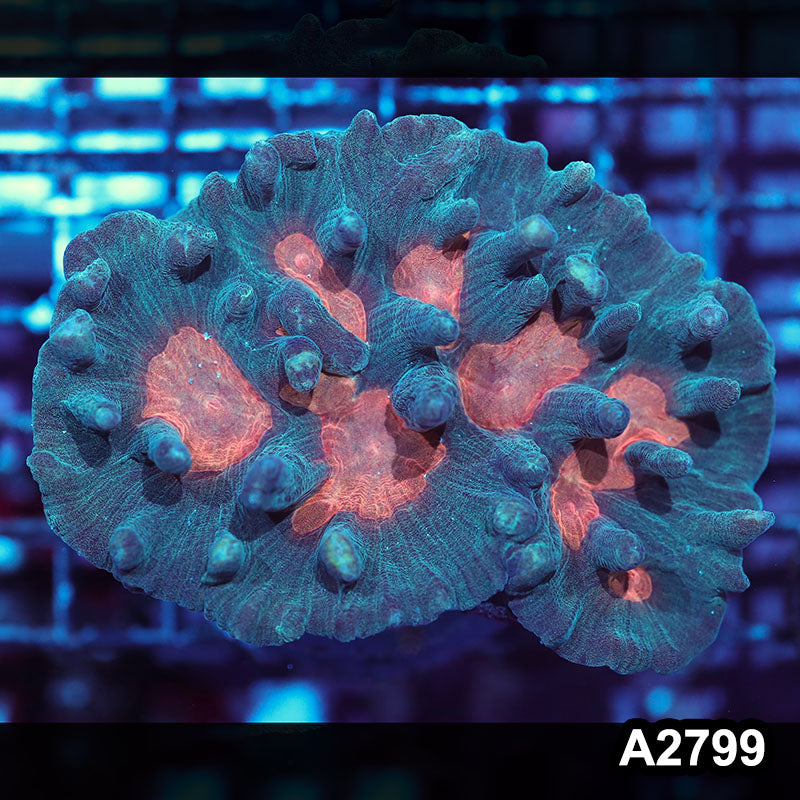 Item#A2799IN2799(M) WYSIWYG Indo Rainbow Pectinia Colony
