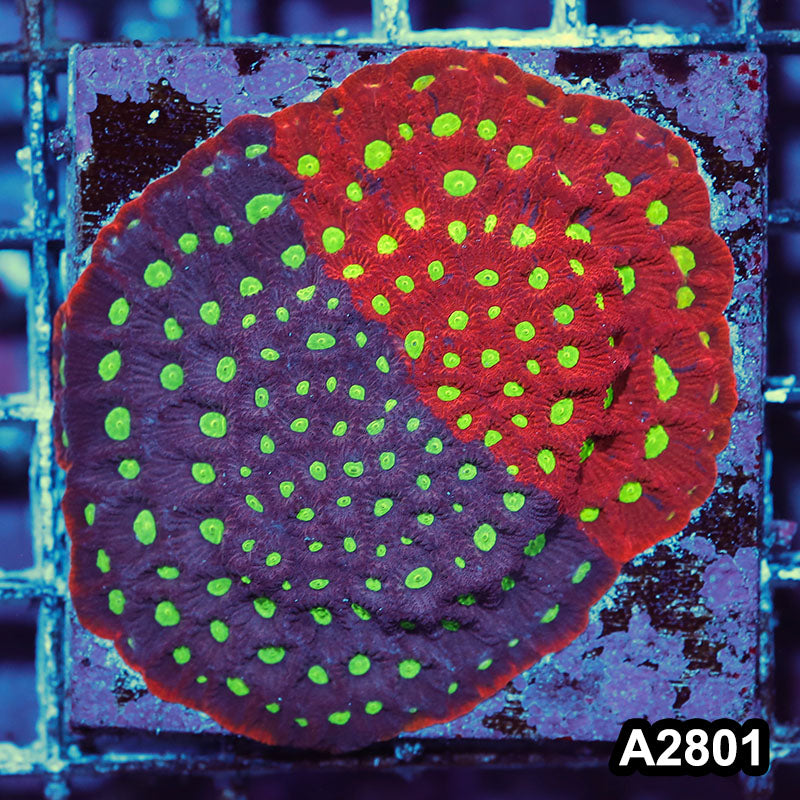 Item#A2801IN2801(M) WYSIWYG Ultra Unique Favites Mini Colony