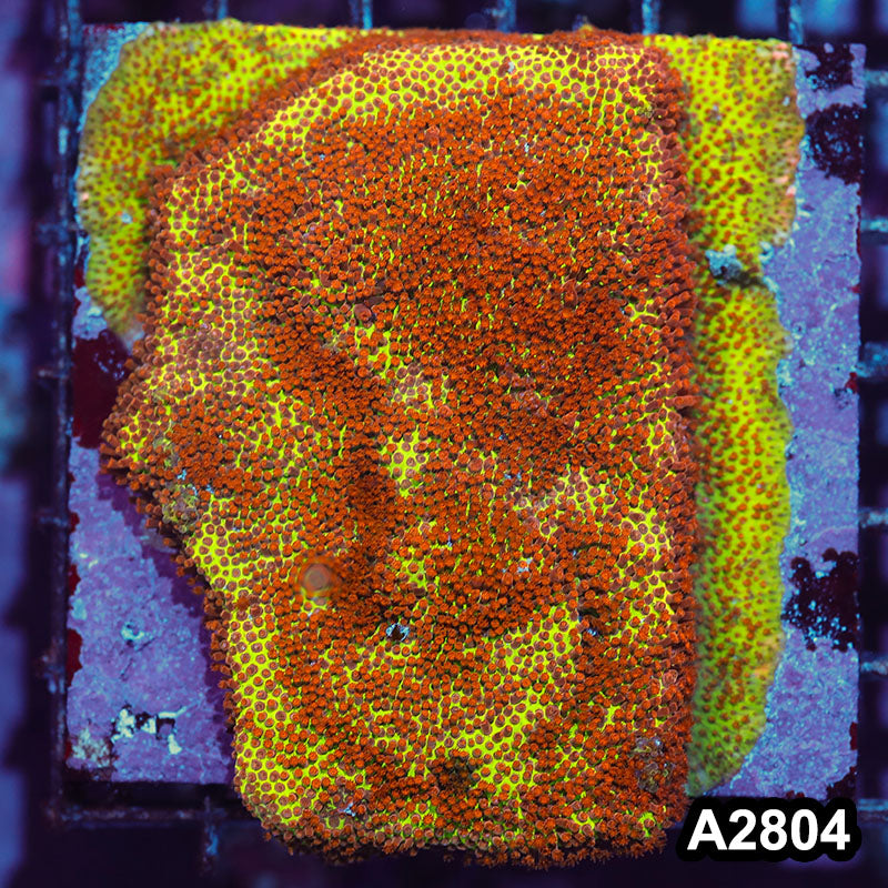 Item#A2804IN2804(M) WYSIWYG Burning Banana Stylocoeniella Colony