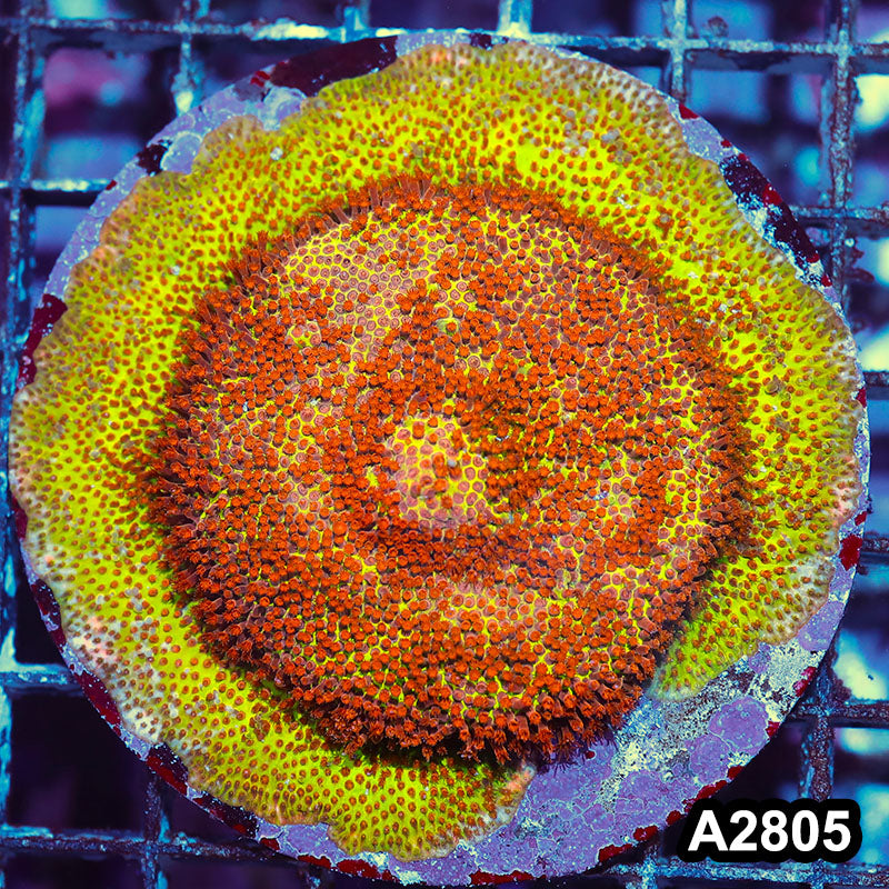 Item#A2805IN2805(M) WYSIWYG Burning Banana Stylocoeniella Colony