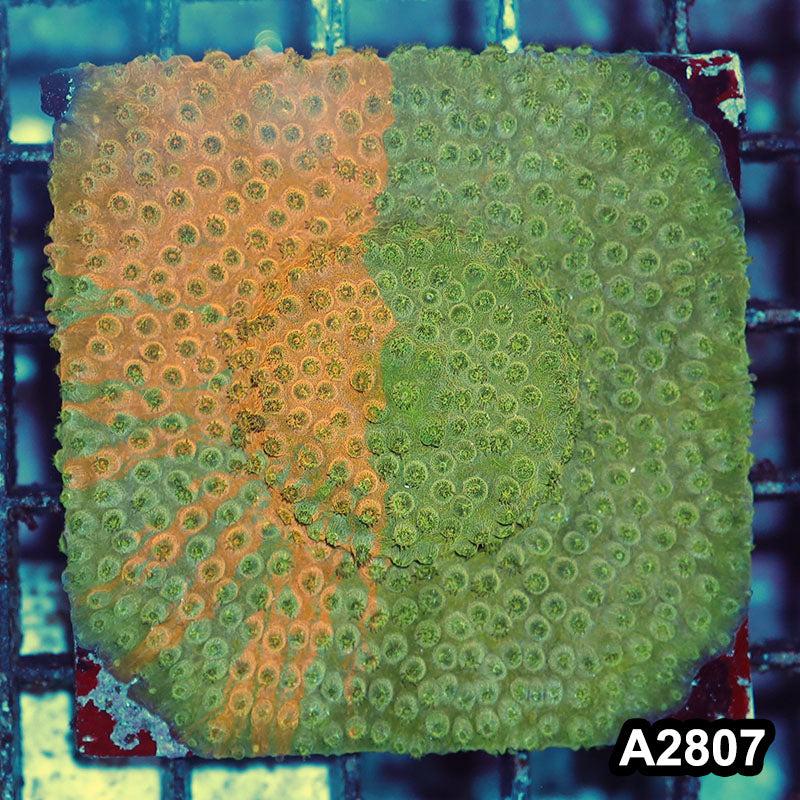 Item#A2807IN2807(M) WYSIWYG Acid Trip Cyphastrea Colony