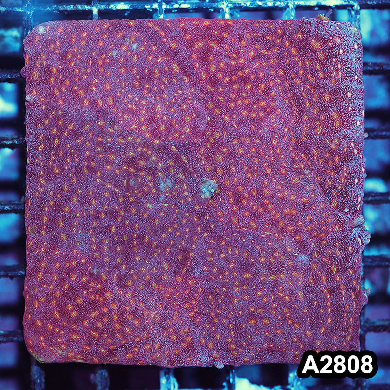 Item#A2808IN2808(M) WYSIWYG Clepto Leptoseris Colony