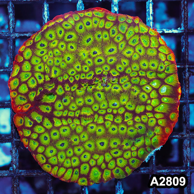 Item#A2809IN2809(M) WYSIWYG Spicy Lemon Favia Mini Colony