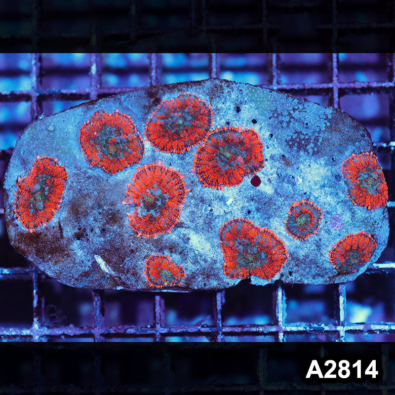 Item#A2814IN2814(M) WYSIWYG Indo Ultra Rhodactis Mushroom Colony