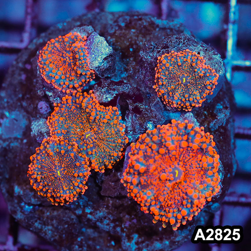 Item#A2815IN2815(M) WYSIWYG Indo Ultra Orange Ricordea Yuma Mushroom Colony