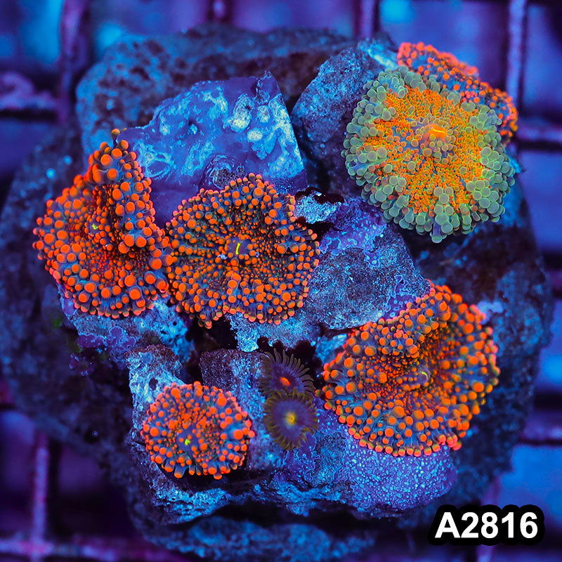 Item#A2816IN2816(M) WYSIWYG Indo Ultra Orange Ricordea Yuma Mushroom Colony