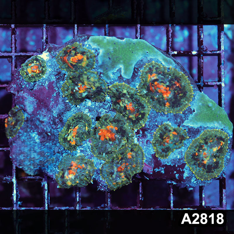 Item#A2818IN2818(M) WYSIWYG Indo Ultra Rhodactis Mushroom Colony