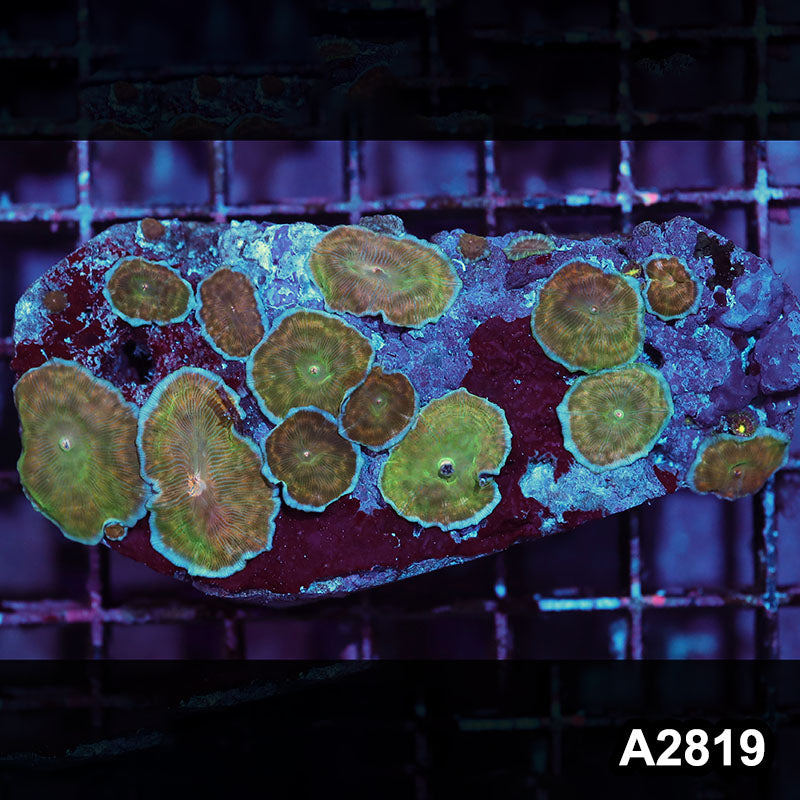 Item#A2819IN2819(M) WYSIWYG Indo Ultra Unique Discosoma Mushroom Colony