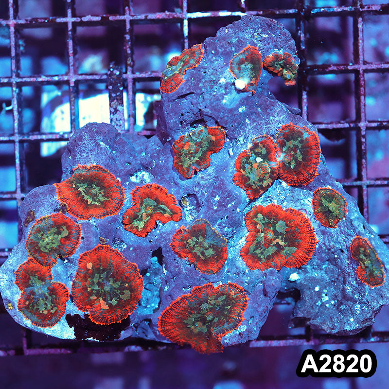 Item#A2820IN2820(M) WYSIWYG Indo Ultra Rhodactis Mushroom Colony