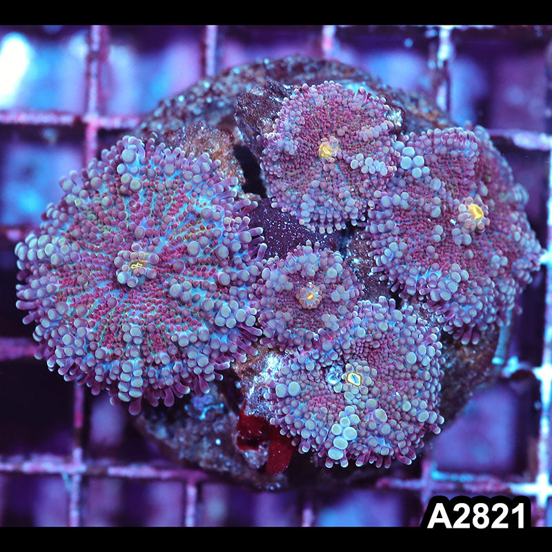 Item#A2821IN2821(M) WYSIWYG Indo Ultra Purple Ricordea Yuma Mushroom Colony