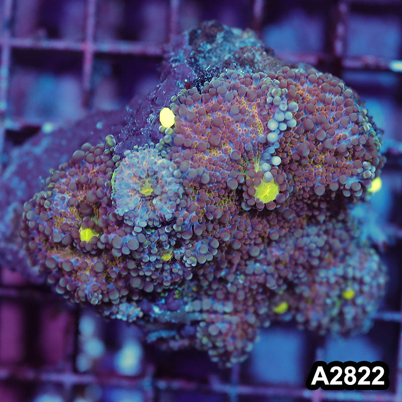 Item#A2822IN2822(M) WYSIWYG Indo Ultra Purple Ricordea Yuma Mushroom Colony