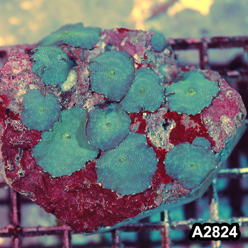 Item#A2824IN2824(M) WYSIWYG Indo Ultra Discosoma Mushroom Colony