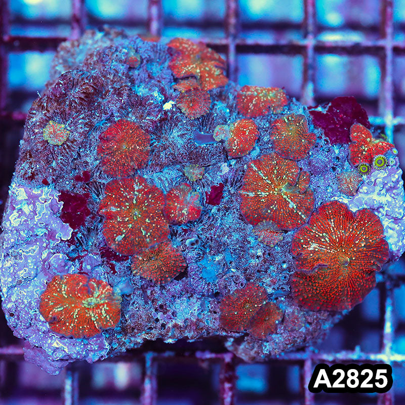 Item#A2825IN2825(M) WYSIWYG Indo Ultra Unique Discosoma Mushroom Colony