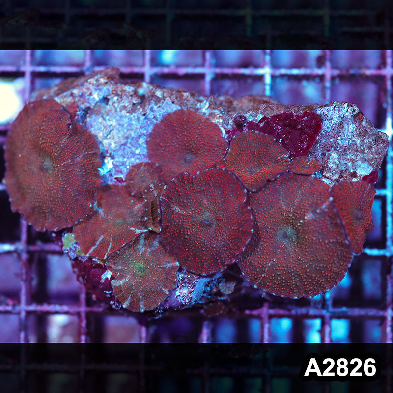 Item#A2826IN2826(M) WYSIWYG Indo Ultra Unique Discosoma Mushroom Colony
