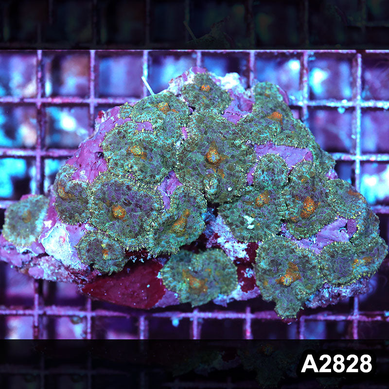 Item#A2828IN2828(M) WYSIWYG Indo Ultra Rhodactis Mushroom Colony
