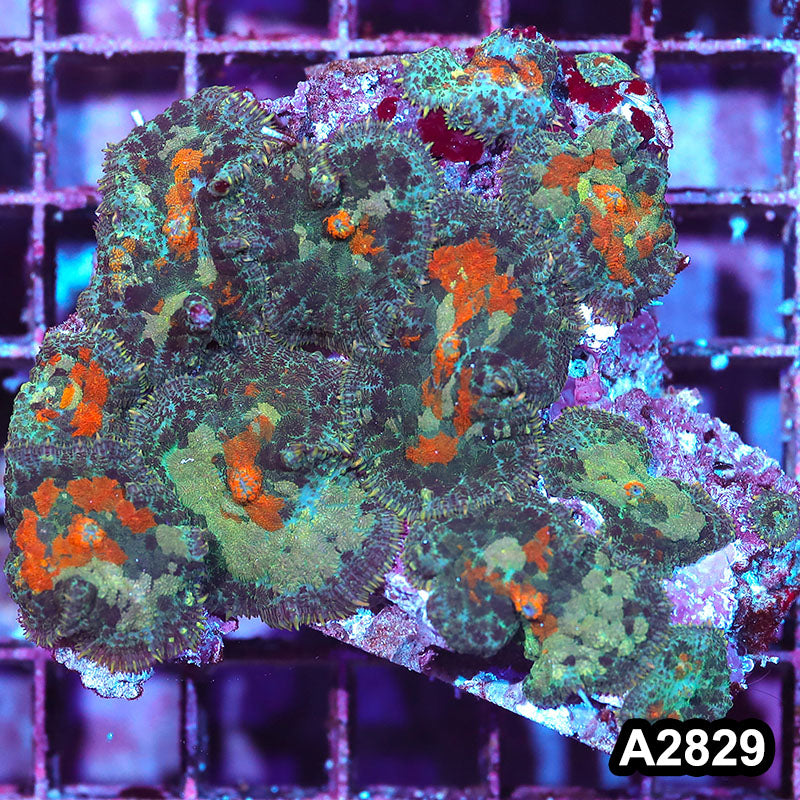Item#A2829IN2829(M) WYSIWYG Indo Ultra Rhodactis Mushroom Colony