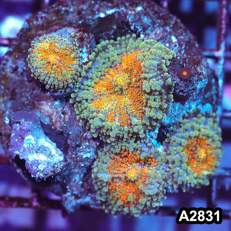 Item#A2831IN2831(M) WYSIWYG Indo Ultra Ricordea Yuma Mushroom Colony