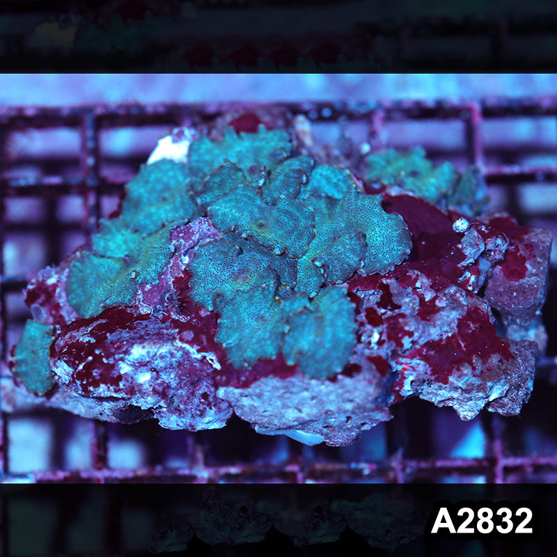 Item#A2832IN2832(M) WYSIWYG Indo Ultra Discosoma Mushroom Colony