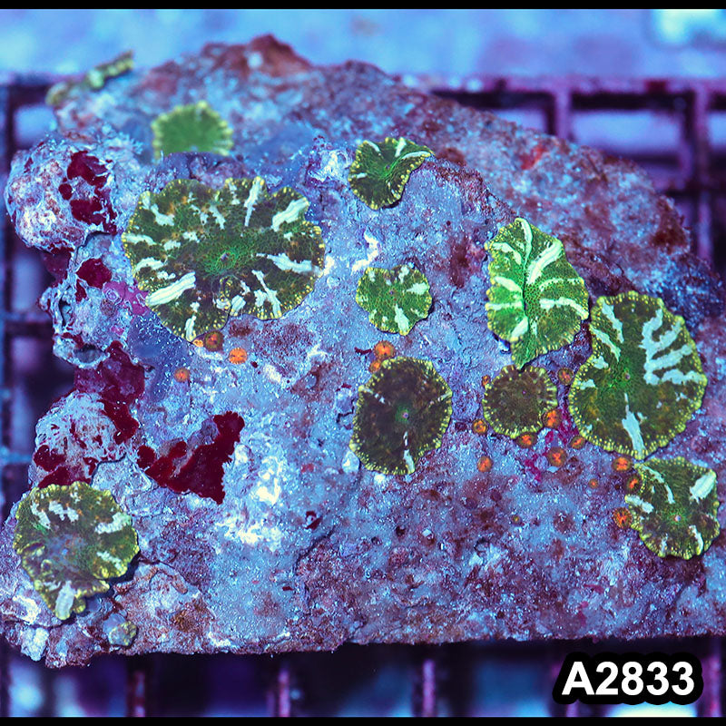 Item#A2833IN2833(M) WYSIWYG Indo Ultra Unique Discosoma Mushroom Colony