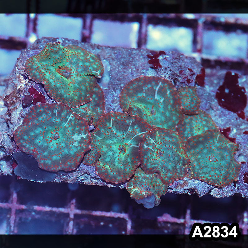 Item#A2834IN2834(M) WYSIWYG Indo Ultra Unique Discosoma Mushroom Colony