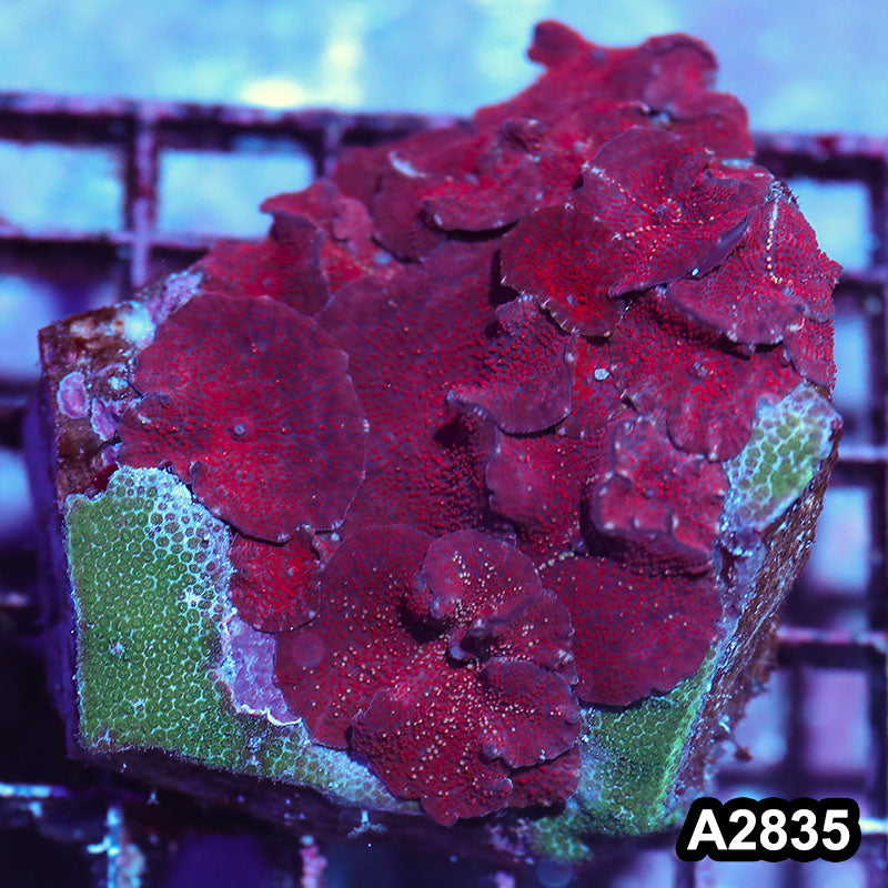 Item#A2835IN2835(M) WYSIWYG Indo Ultra Unique Discosoma Mushroom Colony